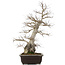 Carpinus coreana, 58 cm, ± 40 anni