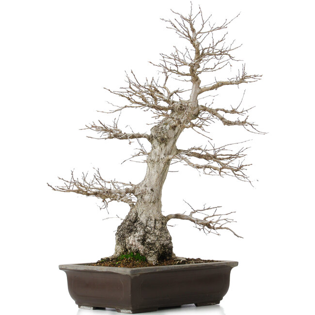 Carpinus coreana, 58 cm, ± 40 años