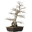 Carpinus coreana, 58 cm, ± 40 anni