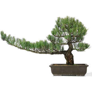 Pinus parviflora, 45 cm, ± 25 anni