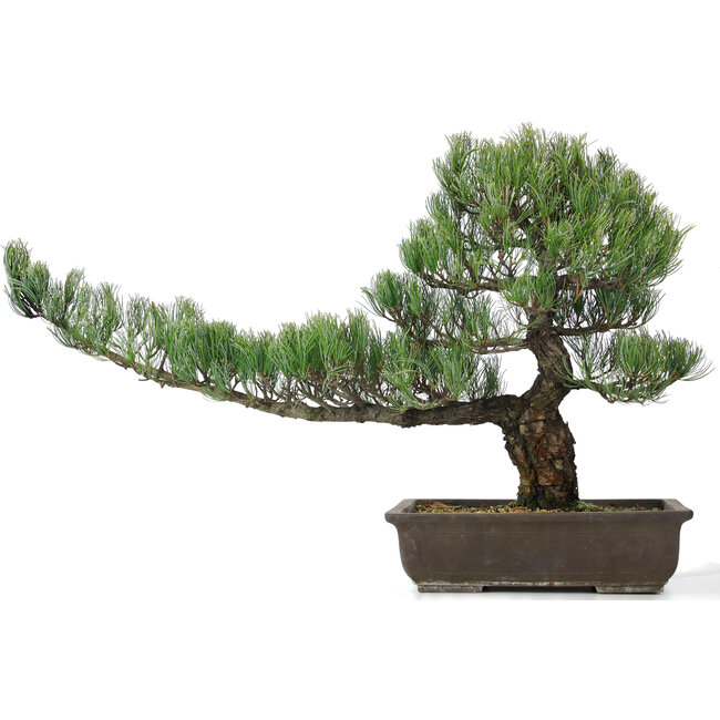 Pinus parviflora, 45 cm, ± 25 años