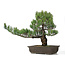 Pinus parviflora, 45 cm, ± 25 jaar oud