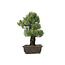 Pinus parviflora, 45 cm, ± 25 años