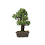 Pinus parviflora, 45 cm, ± 25 ans