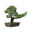 Pinus parviflora, 45 cm, ± 25 years old