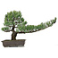 Pinus parviflora, 45 cm, ± 25 jaar oud