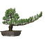 Pinus parviflora, 45 cm, ± 25 ans