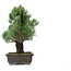 Pinus parviflora, 45 cm, ± 25 jaar oud