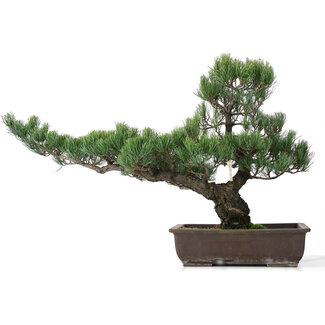 Pinus parviflora, 51 cm, ± 25 jaar oud