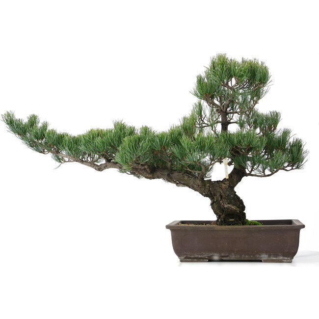 Pinus parviflora, 51 cm, ± 25 anni