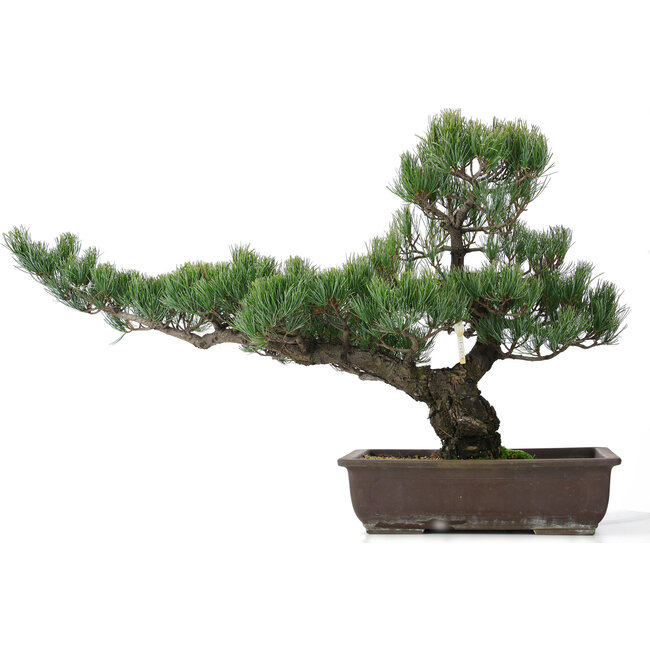 Pinus parviflora, 51 cm, ± 25 jaar oud