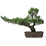 Pinus parviflora, 51 cm, ± 25 ans