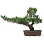 Pinus parviflora, 51 cm, ± 25 Jahre alt