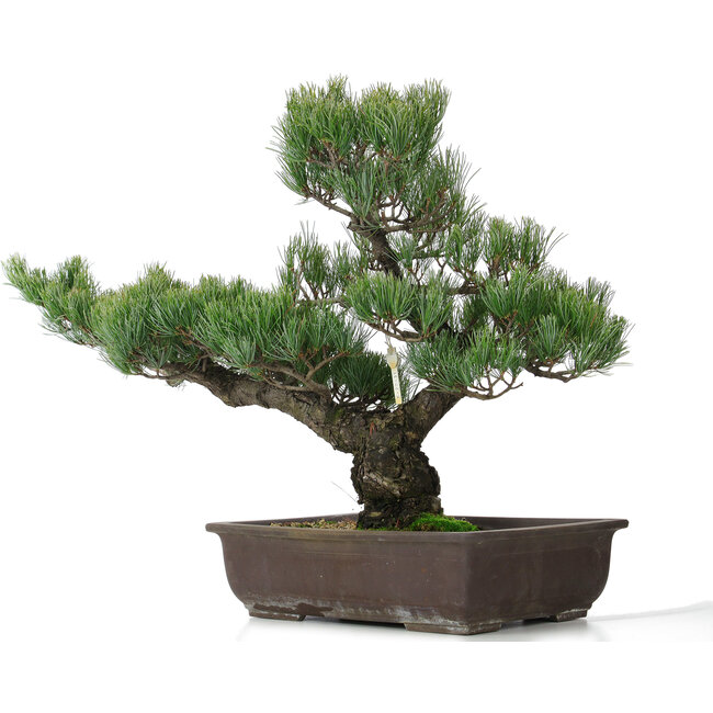 Pinus parviflora, 51 cm, ± 25 Jahre alt