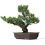 Pinus parviflora, 51 cm, ± 25 jaar oud