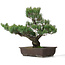 Pinus parviflora, 51 cm, ± 25 Jahre alt