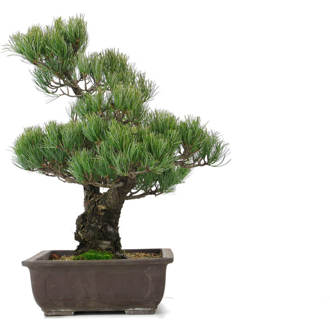 Pinus parviflora, 51 cm, ± 25 jaar oud