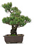 Pinus parviflora, 51 cm, ± 25 ans