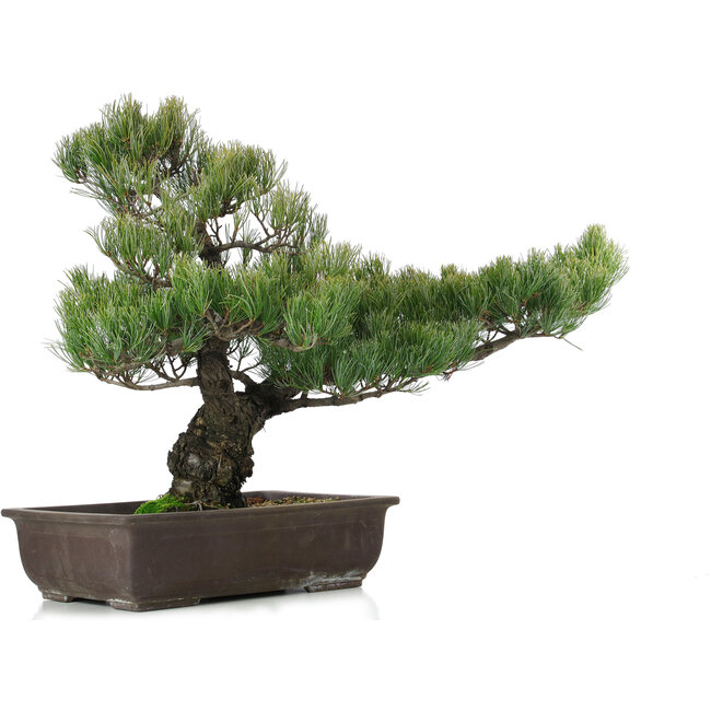 Pinus parviflora, 51 cm, ± 25 Jahre alt