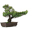 Pinus parviflora, 51 cm, ± 25 jaar oud