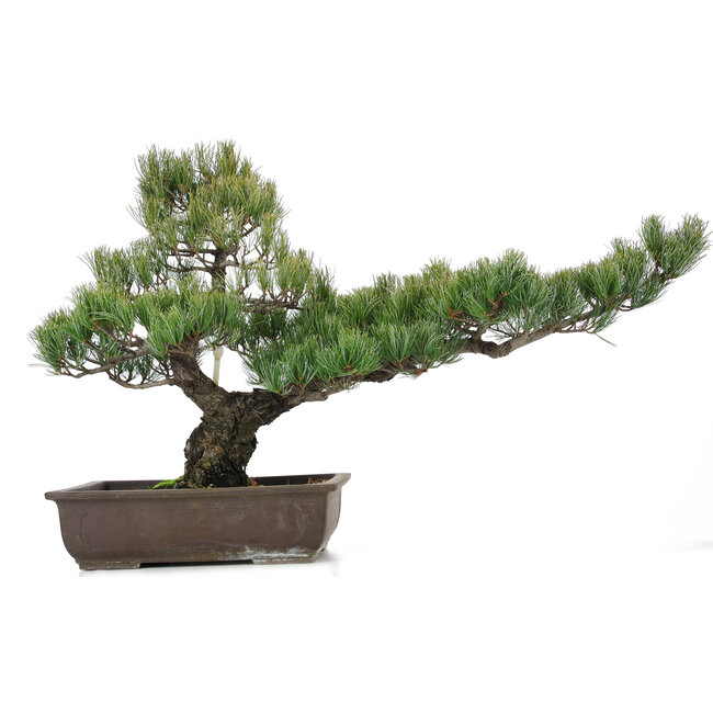 Pinus parviflora, 51 cm, ± 25 ans