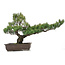 Pinus parviflora, 51 cm, ± 25 ans