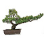 Pinus parviflora, 51 cm, ± 25 jaar oud