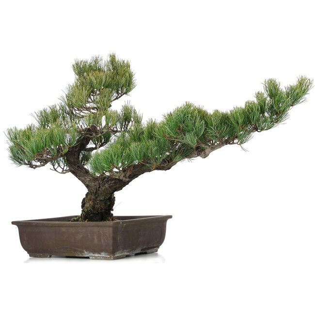 Pinus parviflora, 51 cm, ± 25 ans