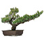 Pinus parviflora, 51 cm, ± 25 ans