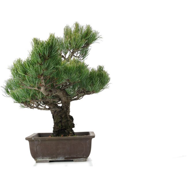 Pinus parviflora, 51 cm, ± 25 Jahre alt