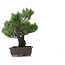 Pinus parviflora, 51 cm, ± 25 ans