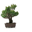 Pinus parviflora, 51 cm, ± 25 years old
