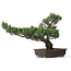 Pinus parviflora, 51 cm, ± 25 ans