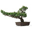 Pinus parviflora, 51 cm, ± 25 jaar oud
