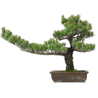 Pinus parviflora, 48 cm, ± 25 jaar oud