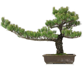 Pinus parviflora, 48 cm, ± 25 years old