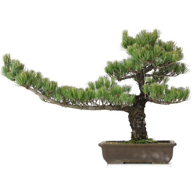Pinus parviflora, 48 cm, ± 25 ans