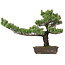 Pinus parviflora, 48 cm, ± 25 anni