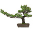 Pinus parviflora, 48 cm, ± 25 ans