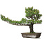 Pinus parviflora, 48 cm, ± 25 years old