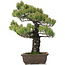 Pinus parviflora, 48 cm, ± 25 Jahre alt