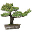 Pinus parviflora, 48 cm, ± 25 ans