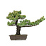 Pinus parviflora, 48 cm, ± 25 ans