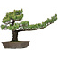 Pinus parviflora, 48 cm, ± 25 ans