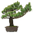 Pinus parviflora, 48 cm, ± 25 jaar oud