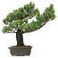 Pinus parviflora, 48 cm, ± 25 Jahre alt