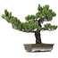 Pinus parviflora, 48 cm, ± 25 años