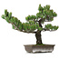 Pinus parviflora, 48 cm, ± 25 ans