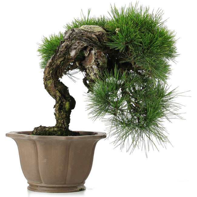 Pinus thunbergii, 45 cm, ± 40 jaar oud, in een beschadigde pot