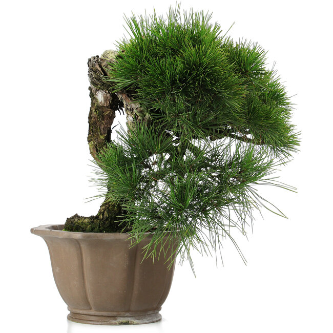 Pinus thunbergii, 45 cm, ± 40 years old, in a damaged pot